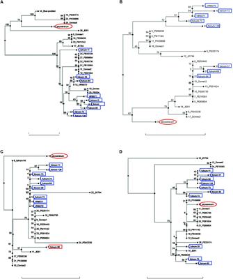 Domestication of Pea (Pisum sativum L.): The Case of the Abyssinian Pea